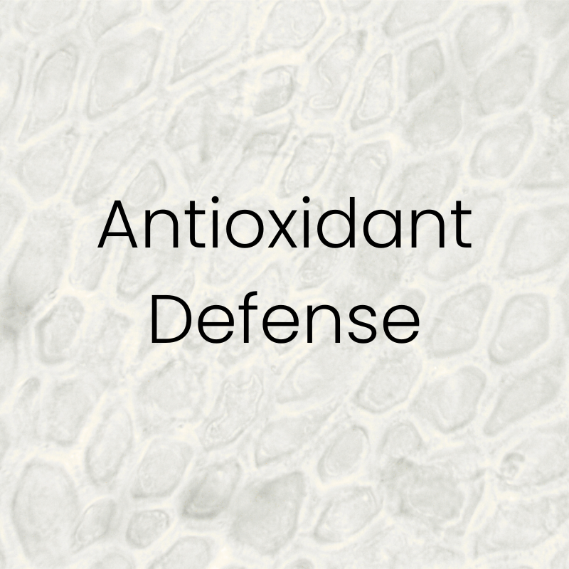 Gray textured background with the words ‘Antioxidant Defense’ centered in clean font. Featured on the Mind Rejuvenation IV Vitamin Infusion page to highlight cellular protection, immune resilience, and the benefits of antioxidant-rich therapy.